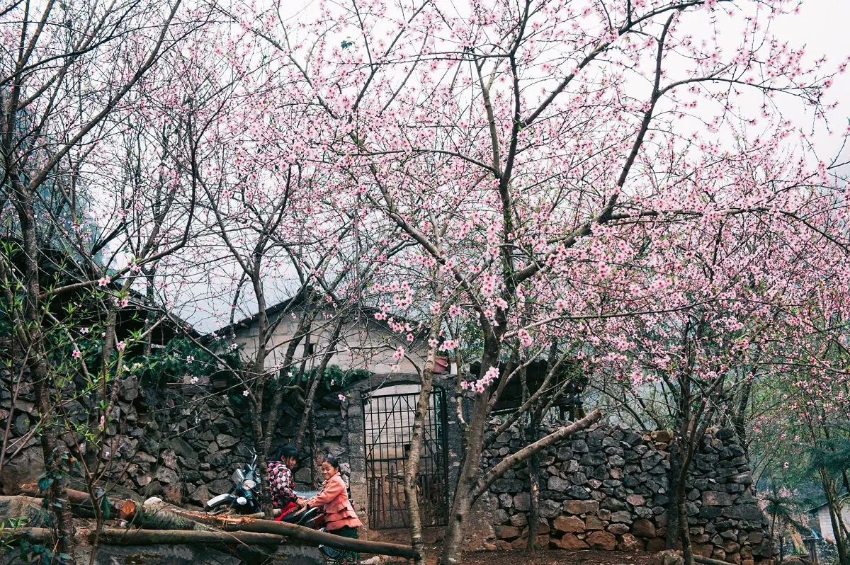 Hoa đào ở Phố Cáo
