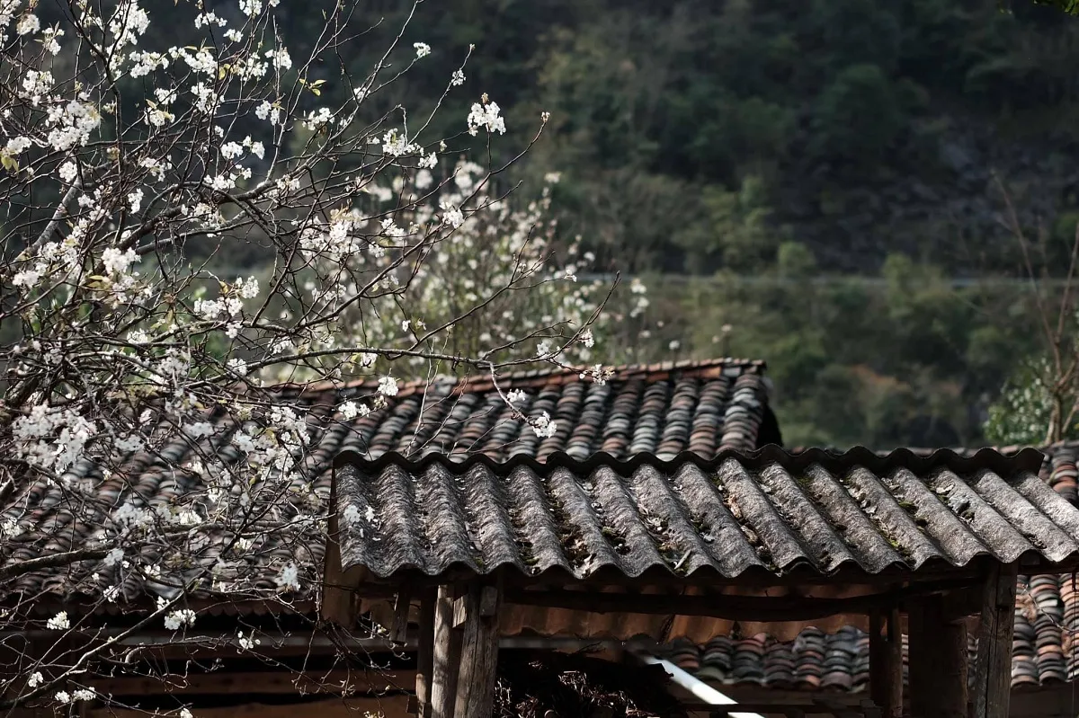Hoa mận Hà Giang