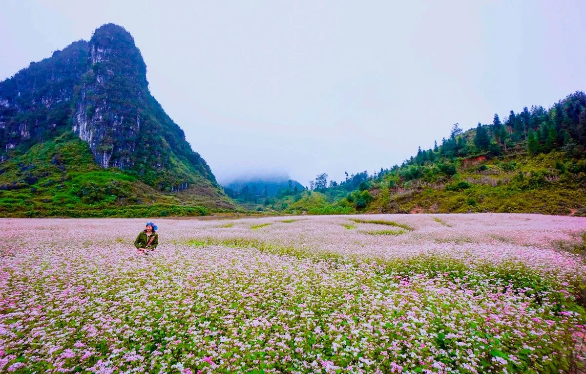 Hoa tam giác mạch ở Hà Giang