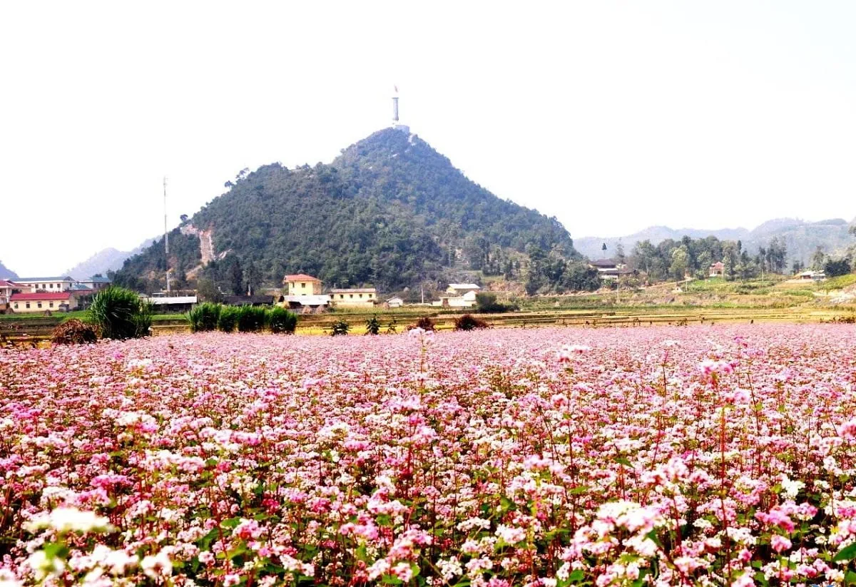 Hoa tam giác mạch chân cột cờ Lũng Cú