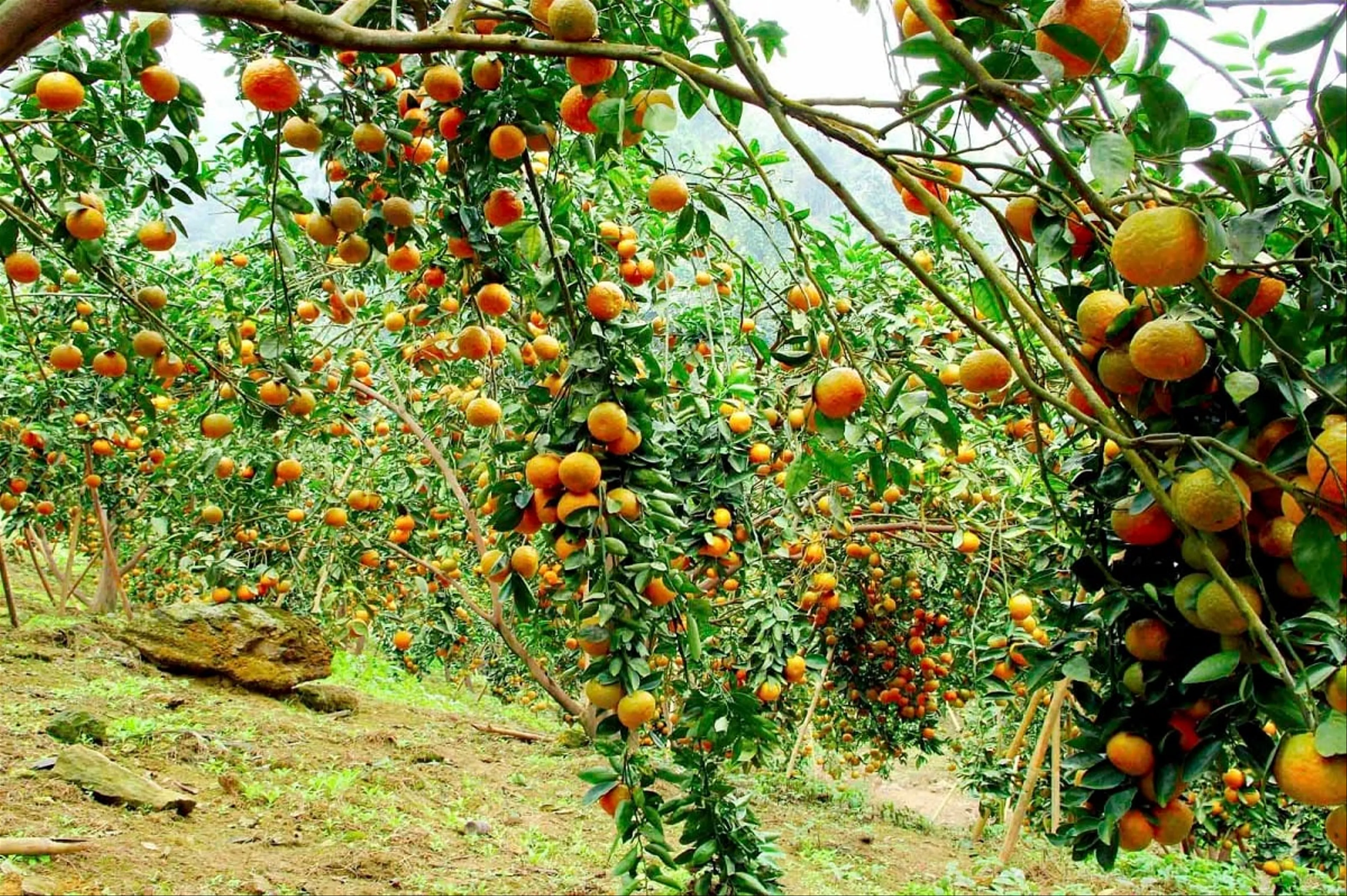 Những món quà nên mua làm kỉ niệm khi đi du lịch Tuyên Quang