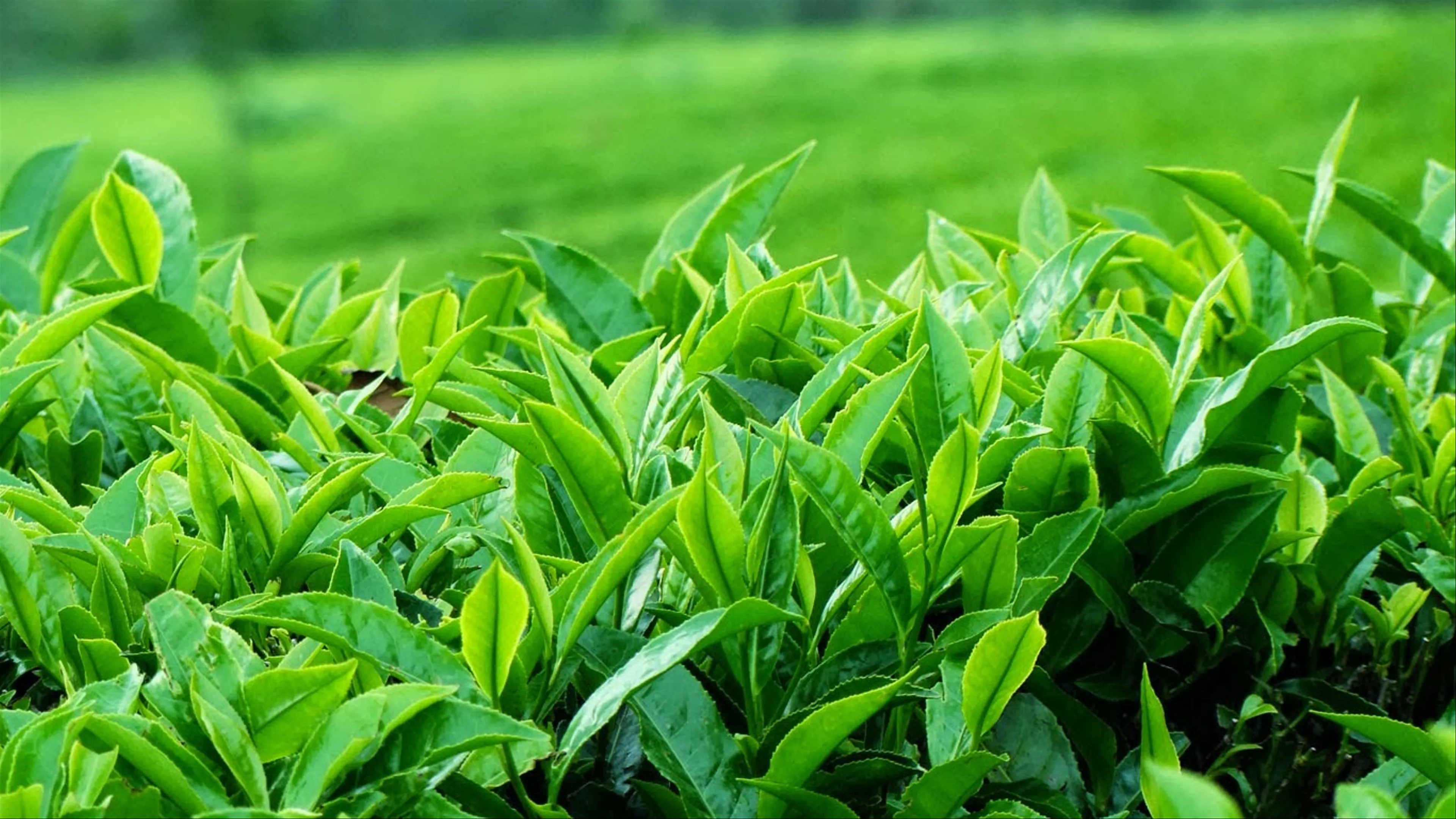 Chè xanh - Thức uống biểu tượng của Thái Nguyên