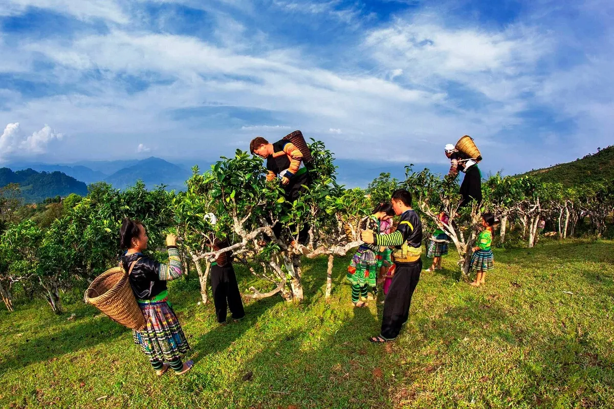Đồi chè Suối Giàng - Yên Bái