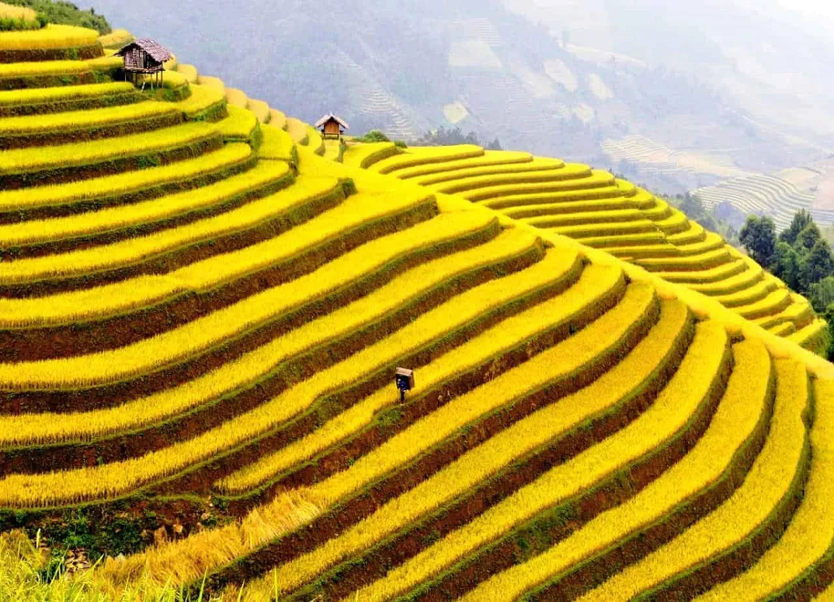Sapa autumn has the most beautiful golden color