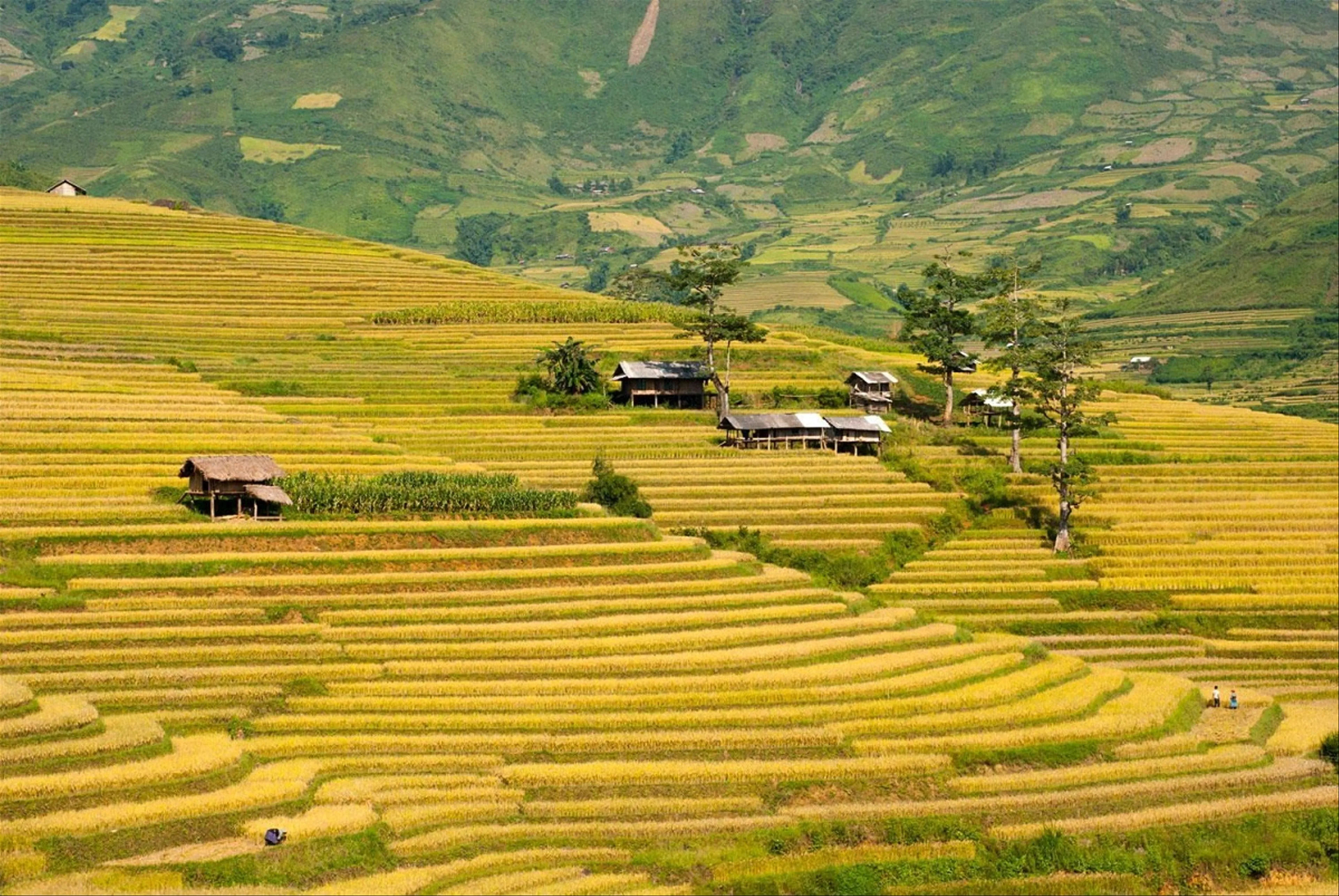 Chia sẻ kinh nghiệm du lịch Tú Lệ, Yên Bái cực chất