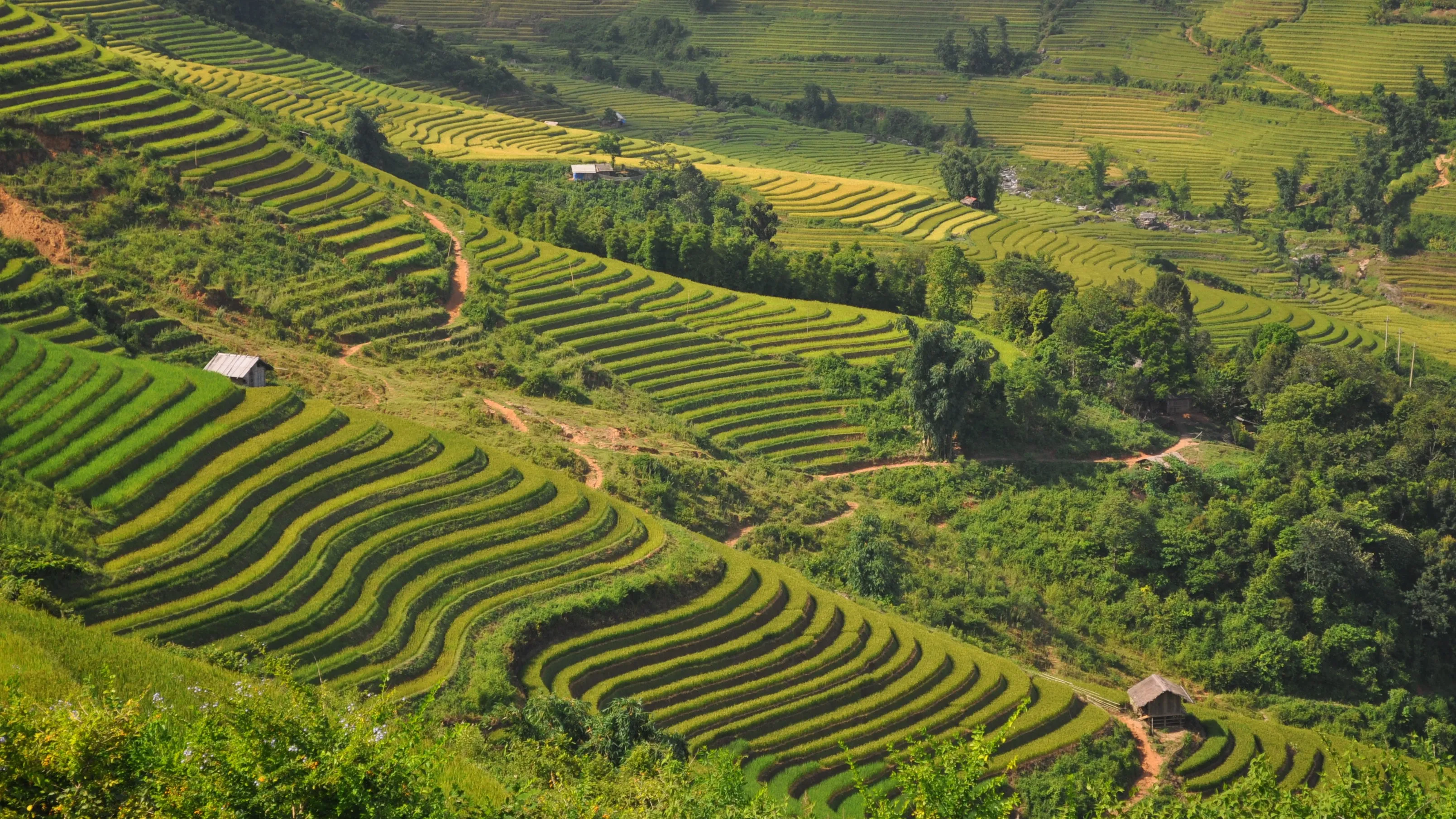 Rice fields in Sapa Valley