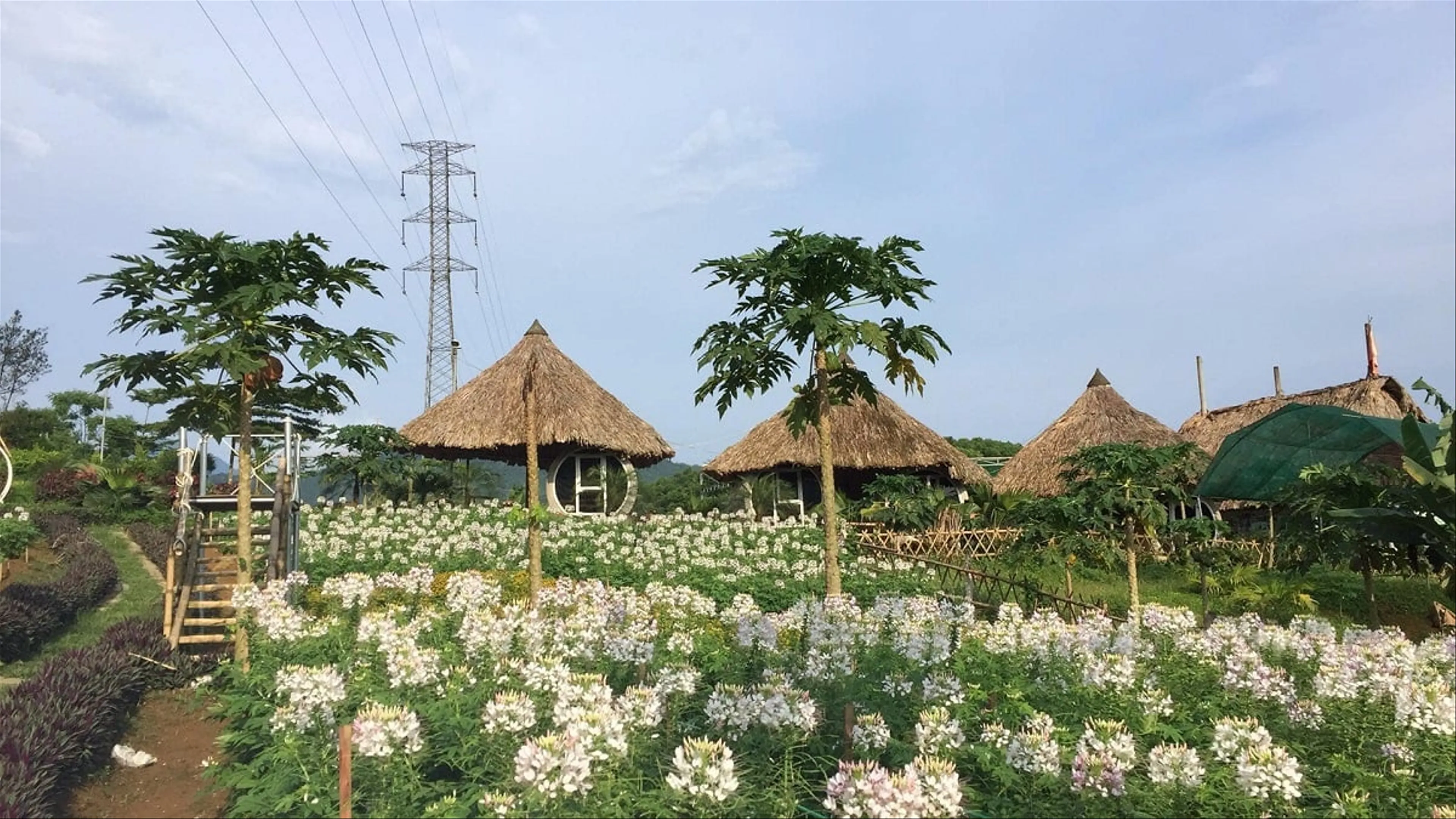 Nông trại Golden Cow, điểm check-in đẹp như mơ của giới trẻ Thanh Hóa