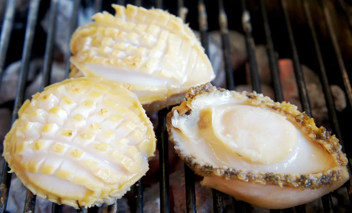 bào ngư cù lao chàm
