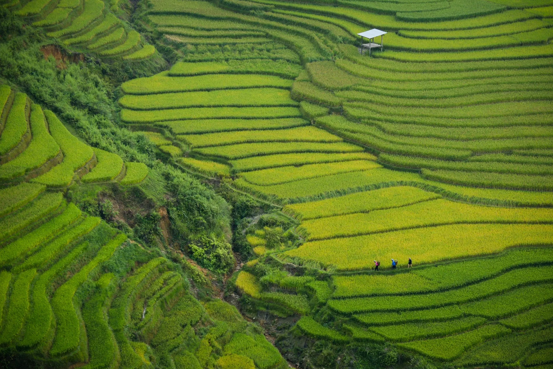 Rice fields in Khau Pha Pass