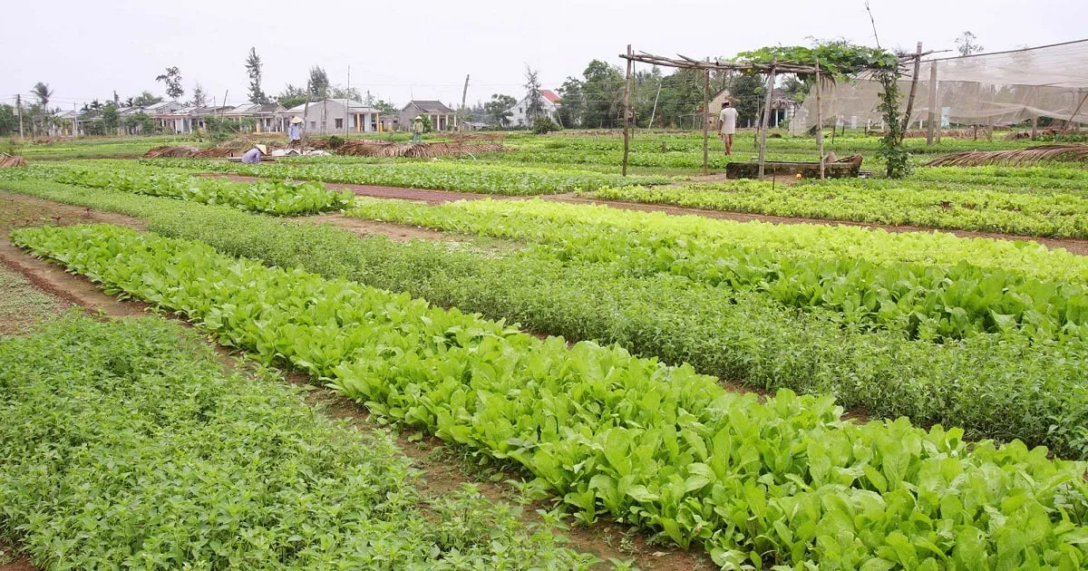 làng rau Trà Quế