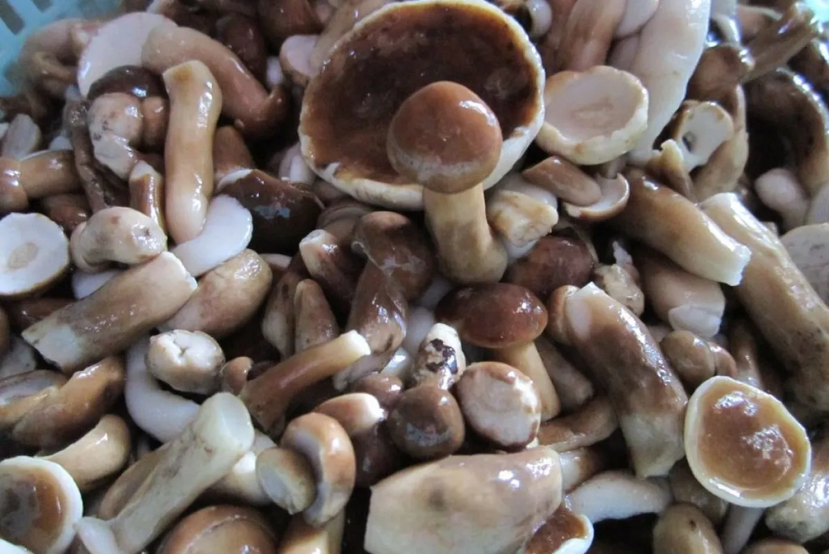 Nấm tràm Phú Quốc