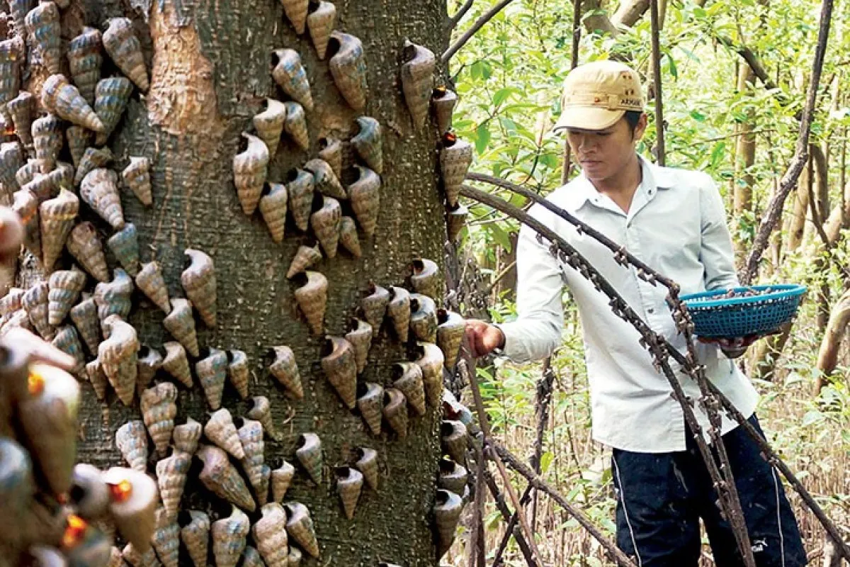 Bắt ốc len