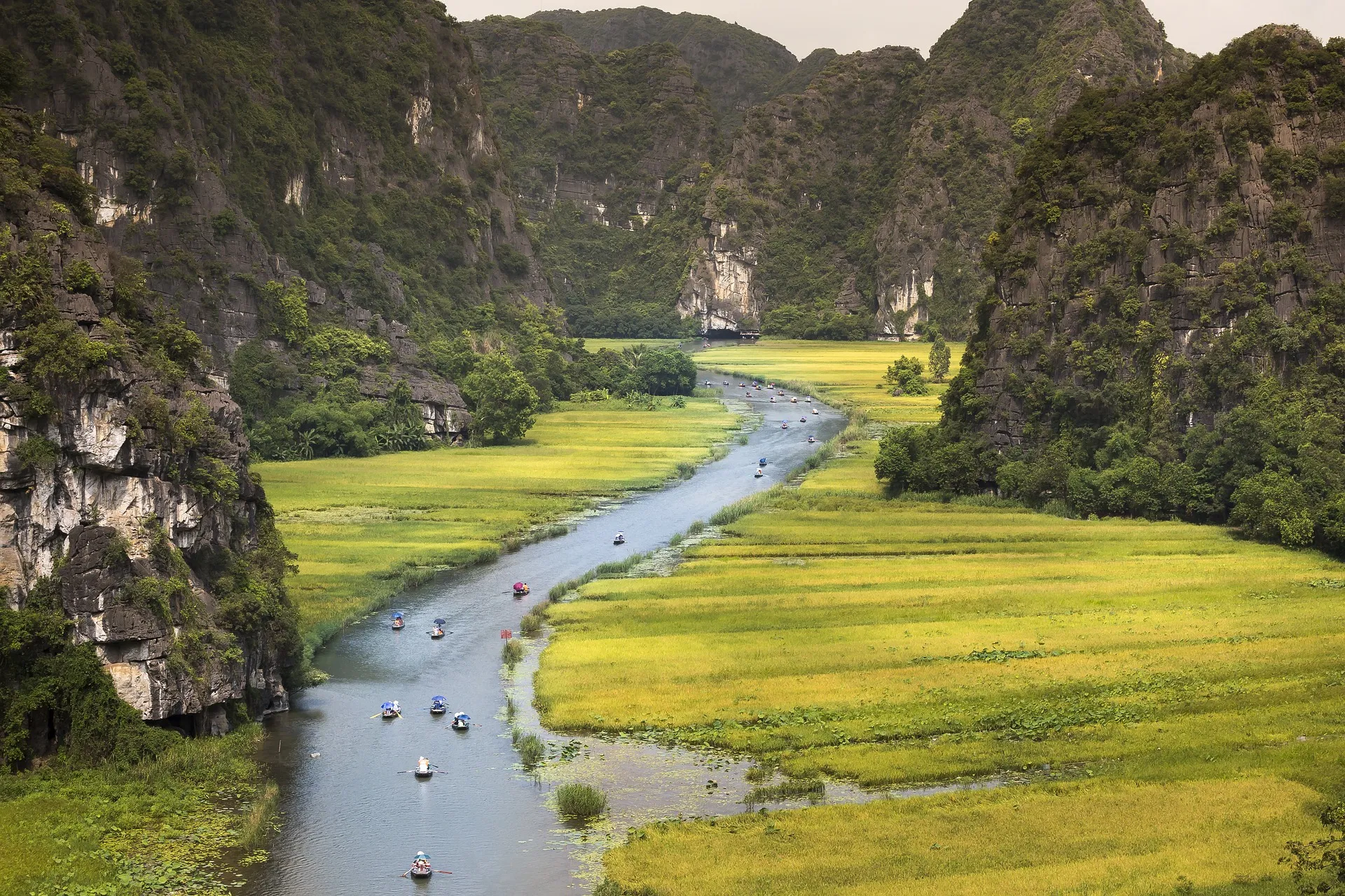 Rice fields in Vietnam
