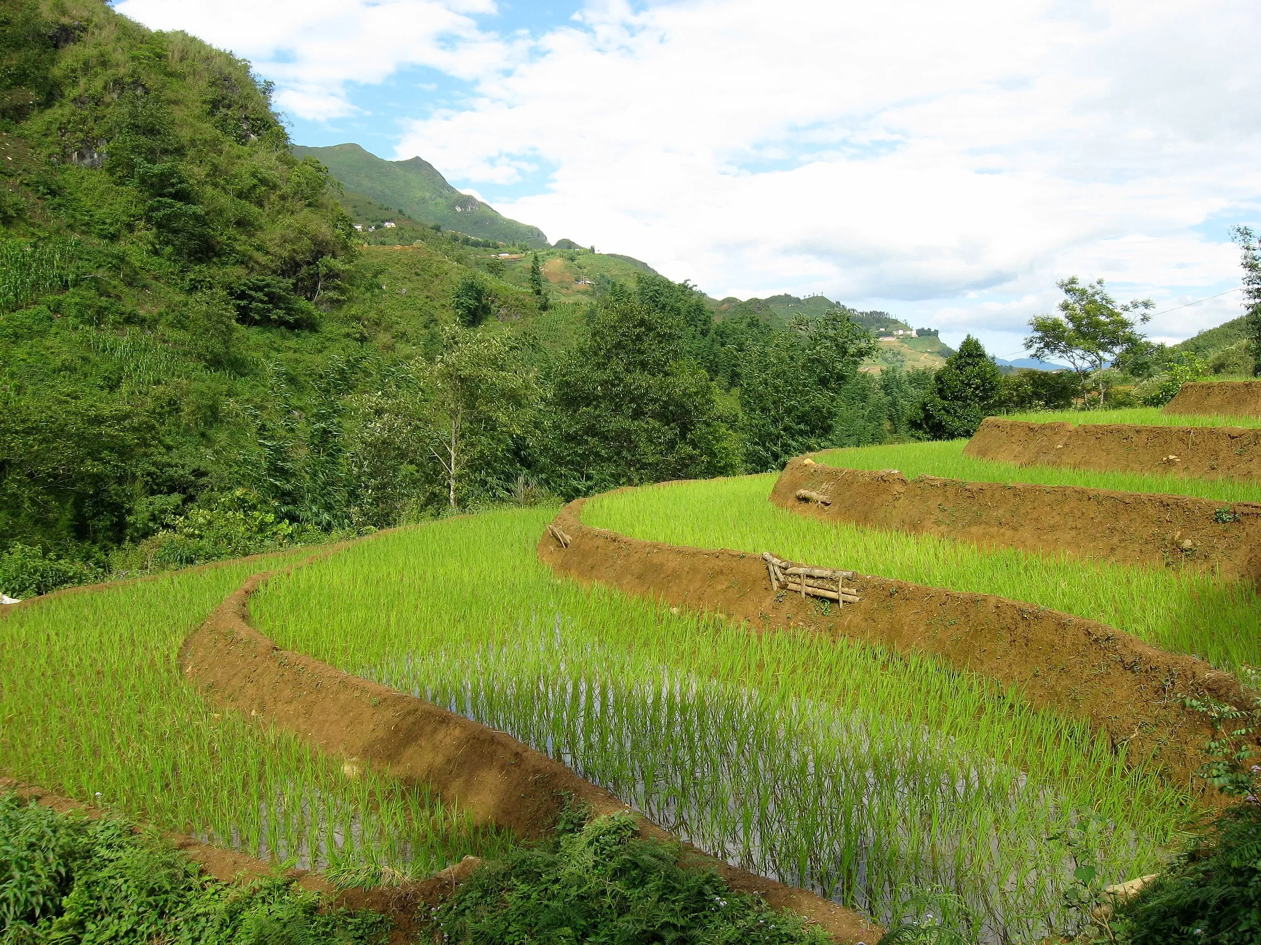 Rice fields in Cat Cat Village