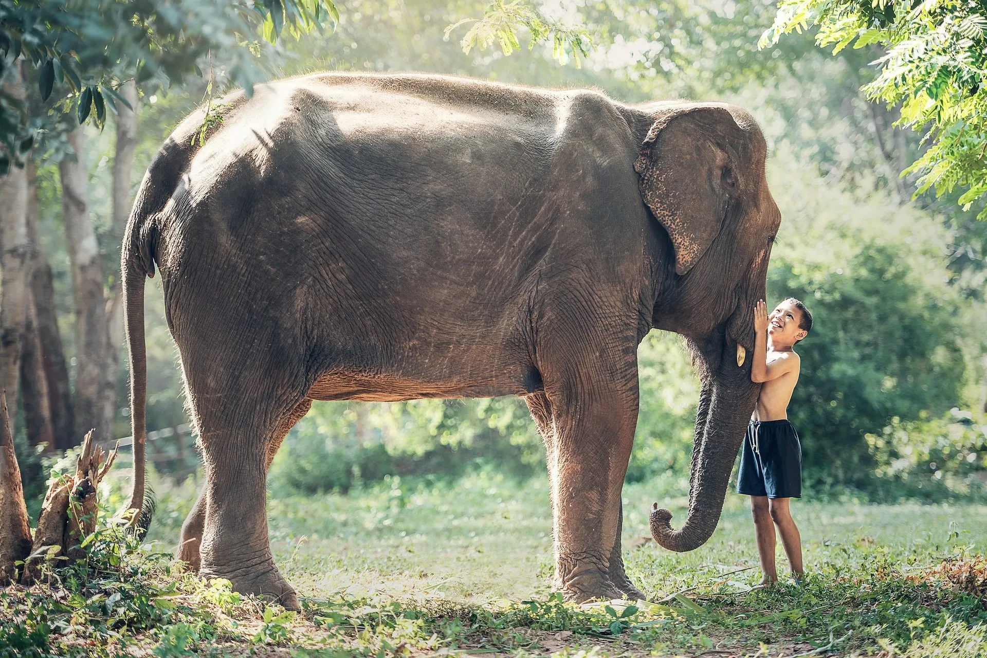 boy petting an elephant in the jungle