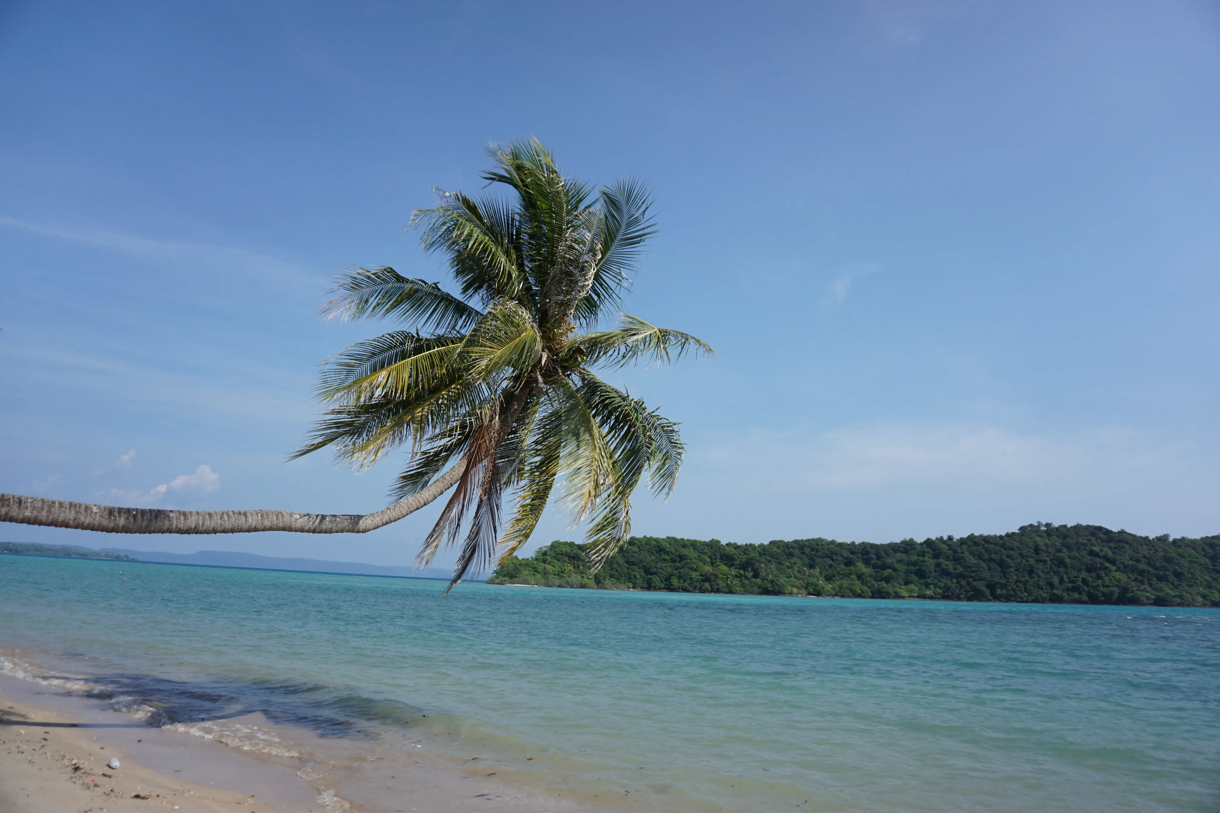 Bended palm tree on a beacg in phu quoc