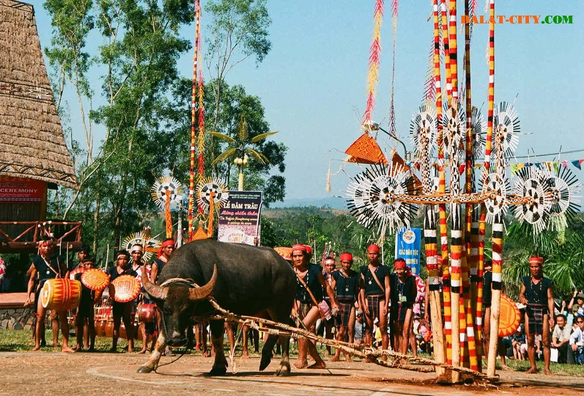 Lễ hội đâm trâu