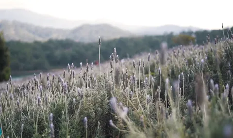 Đồng hoa lavender Đà Lạt