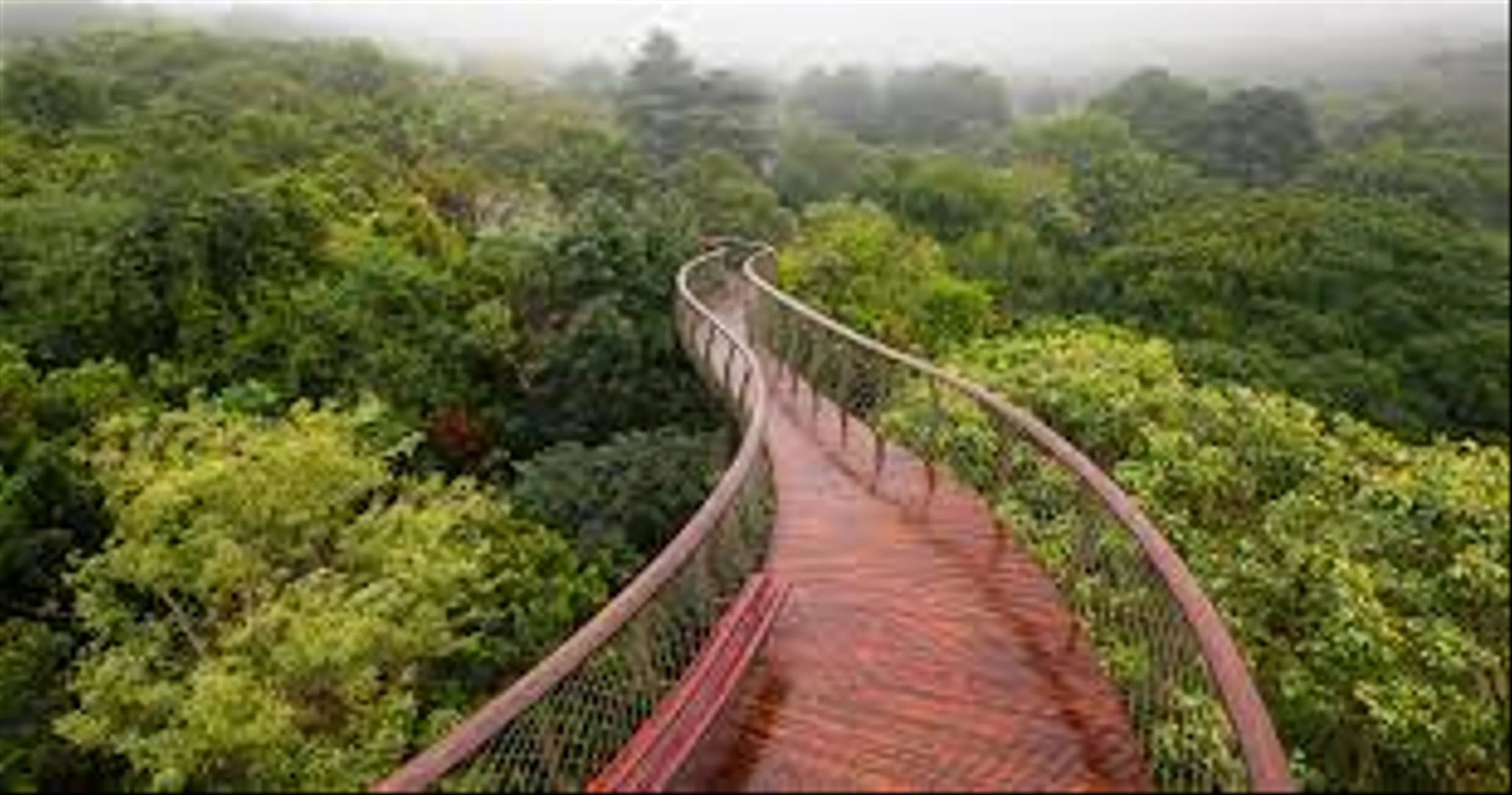 Canopy Walkway