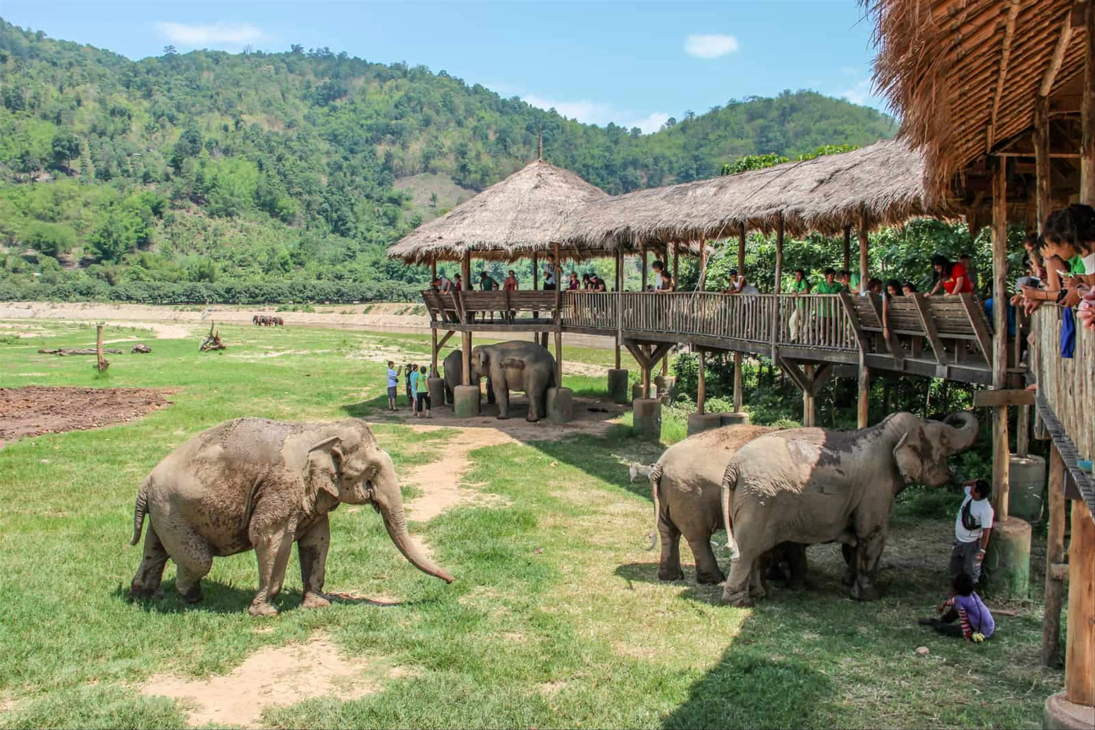 Elephant Nature Park