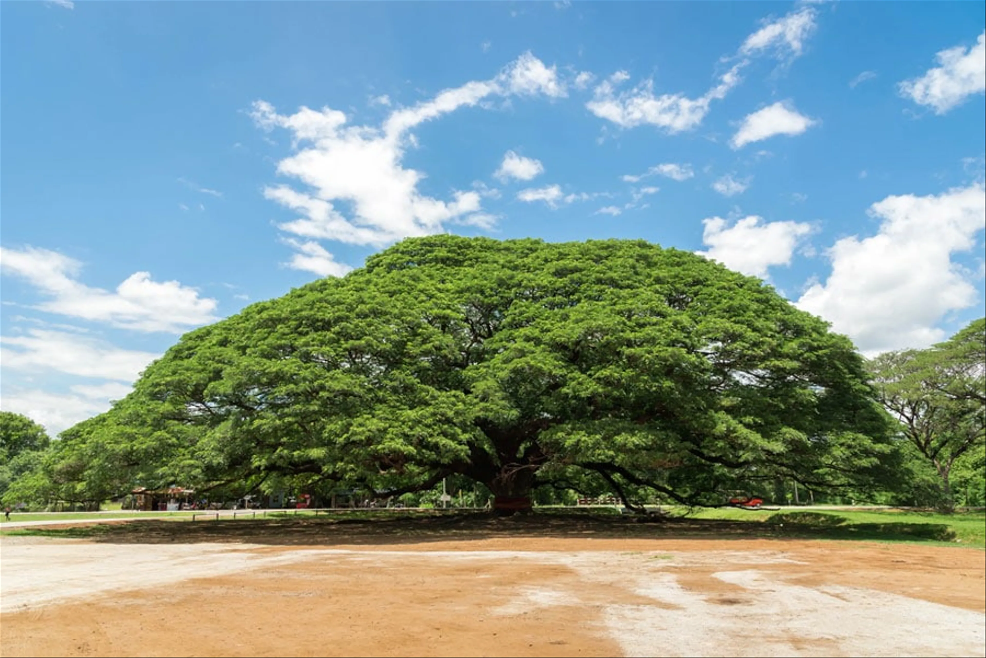 Giant Raintree