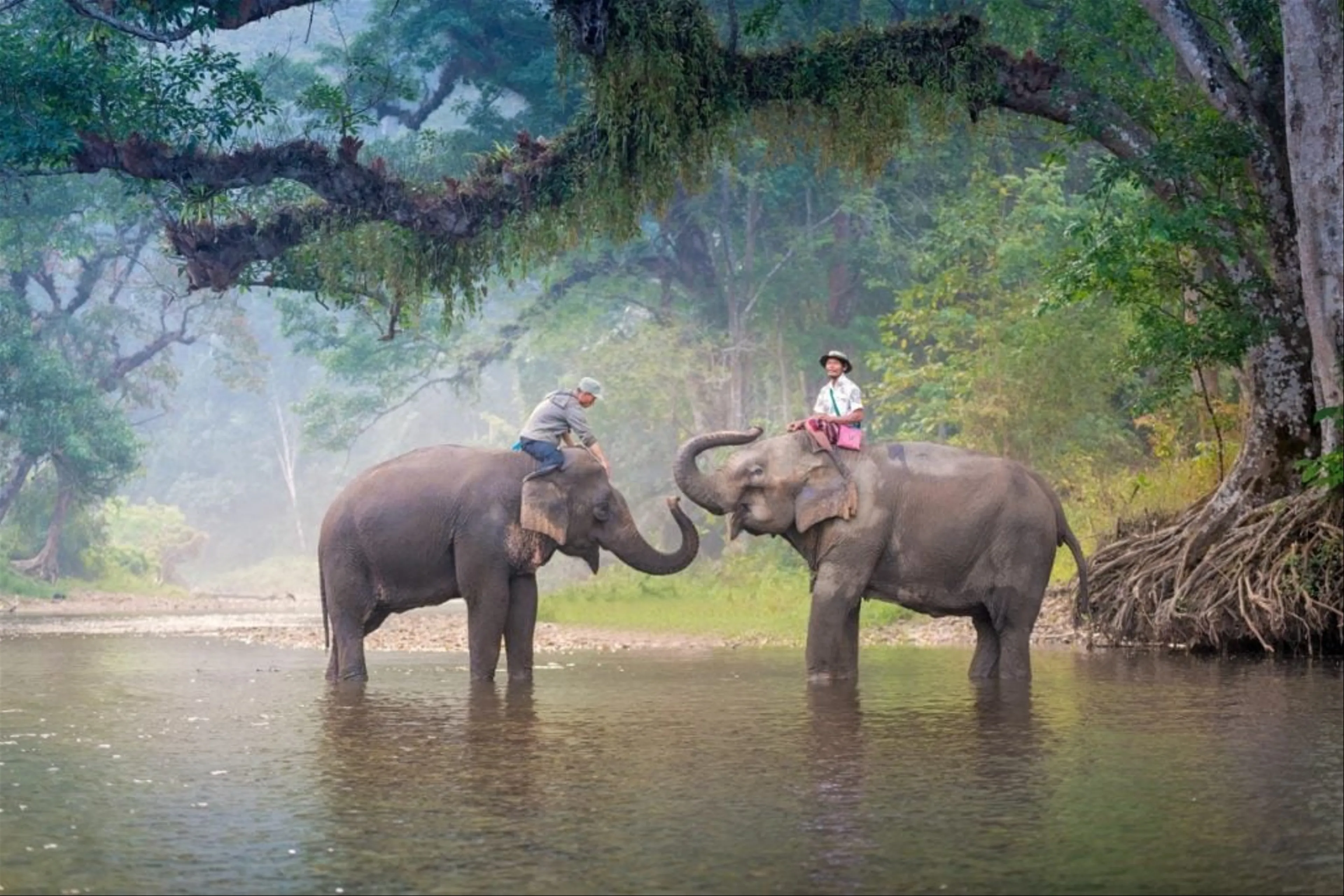 Mahawangchang Elephant Camp