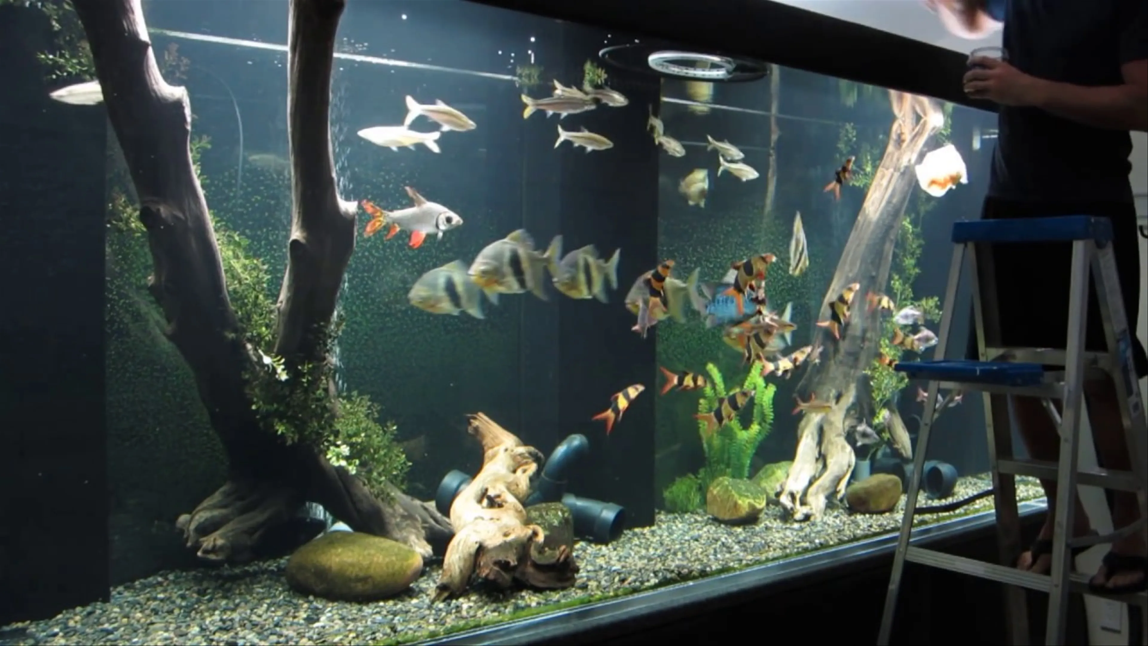 Monster Aquarium