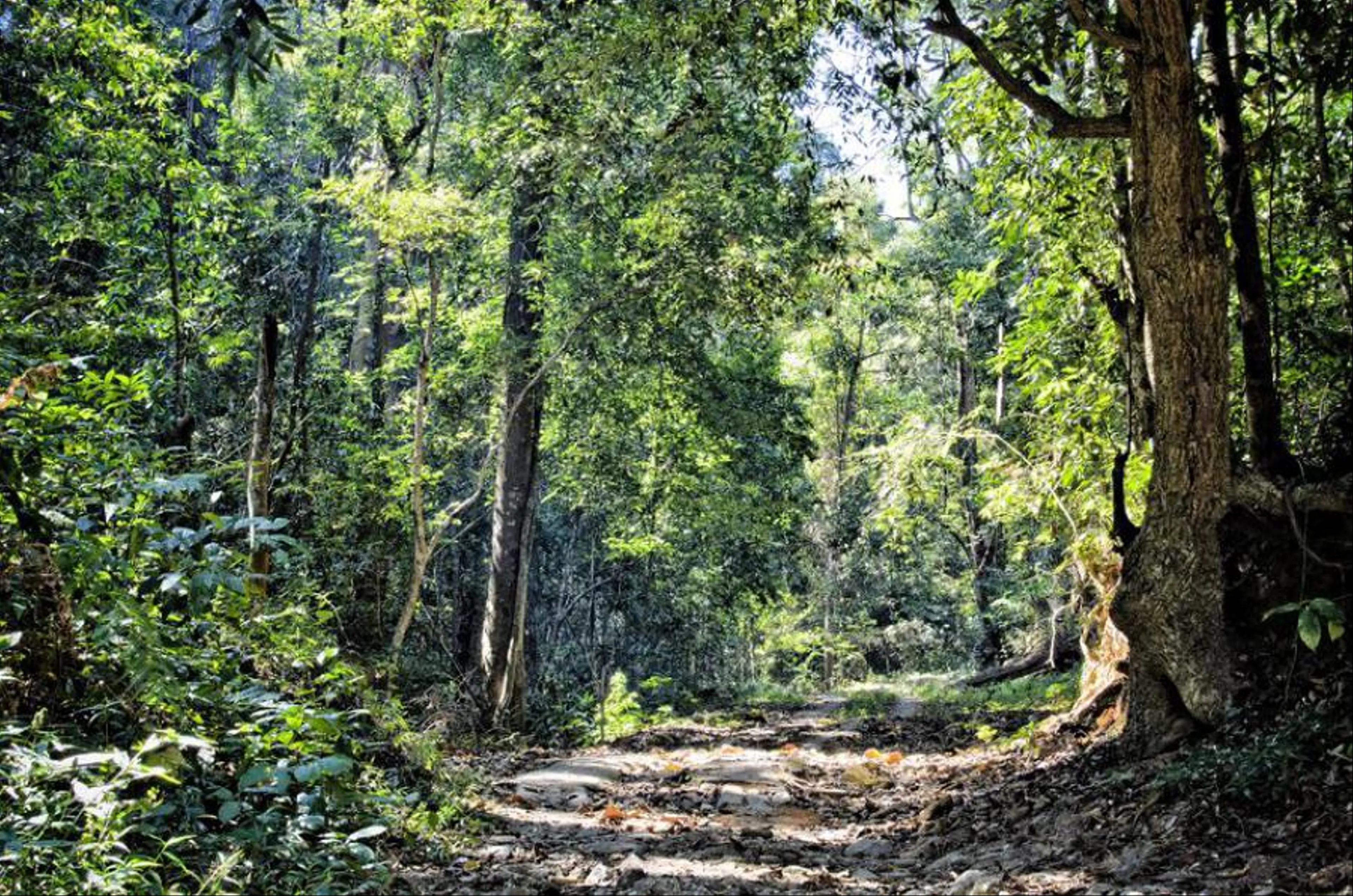 Parque nacional Doi Suthep Pui