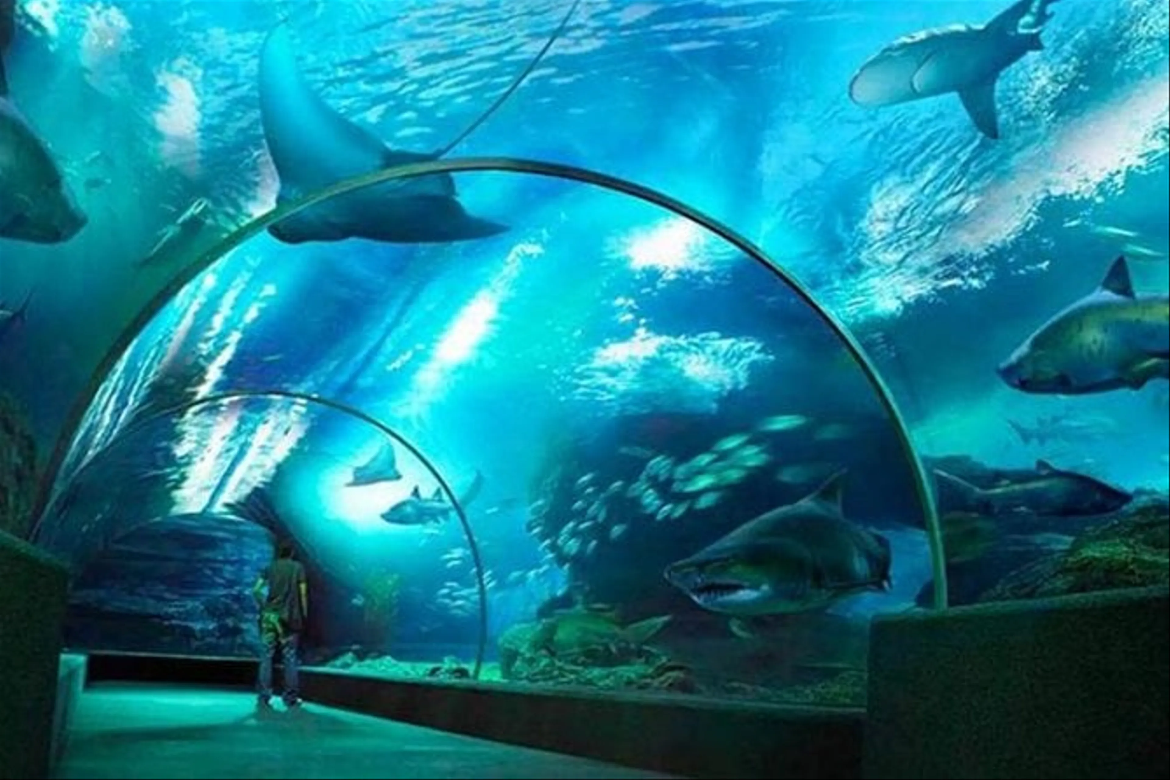 Sea Life Bangkok Ocean World