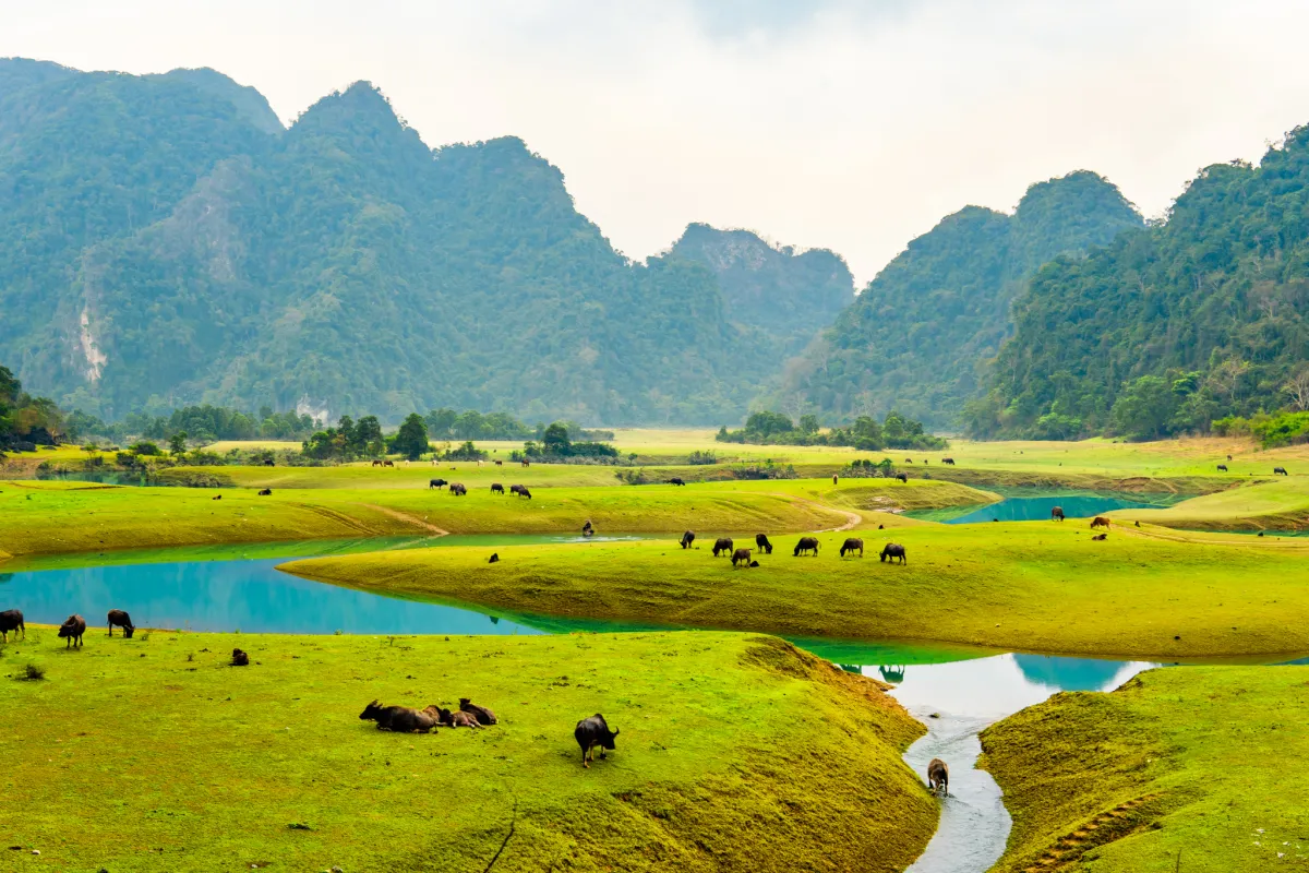 Con suối trong xanh uốn lượn quanh những bãi cỏ trên thảo nguyên