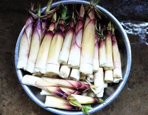 Măng đắng được người dân hái trên rừng về