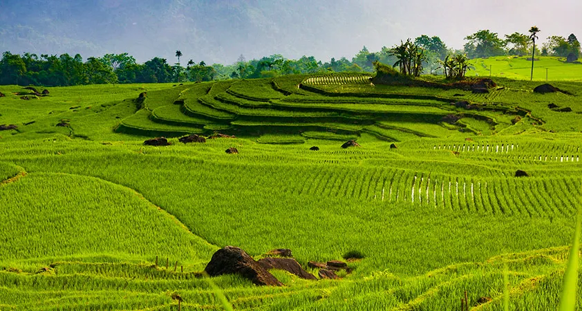 Lúa đang chuẩn bị bước vào mùa đẹp nhất trong năm