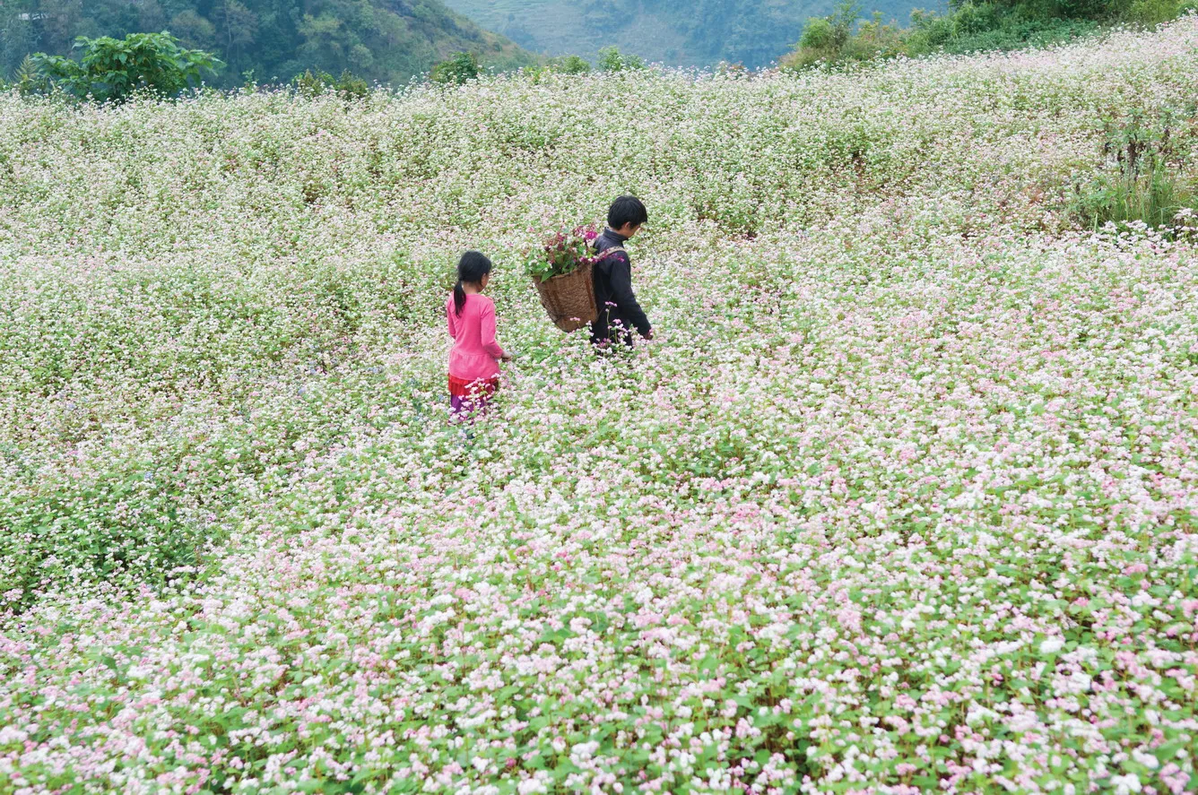 Hoa tam giác mạch nở rộ cả 1 cánh đồng