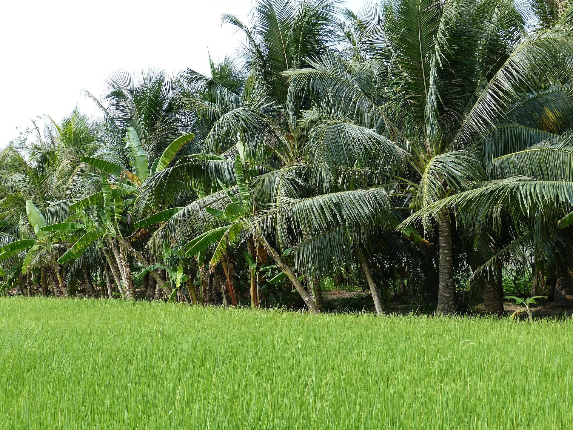 Mekong Delta