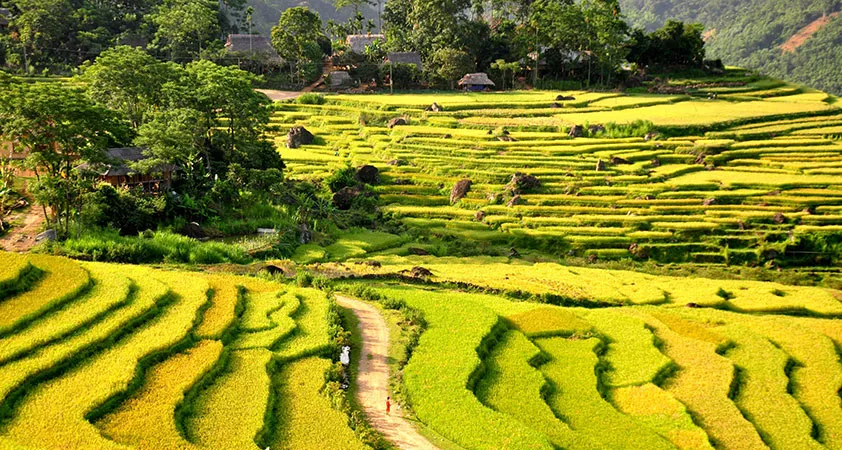Những ruộng bậc thang được khoác lên mình chiếc áo mới, màu áo của lúa chín