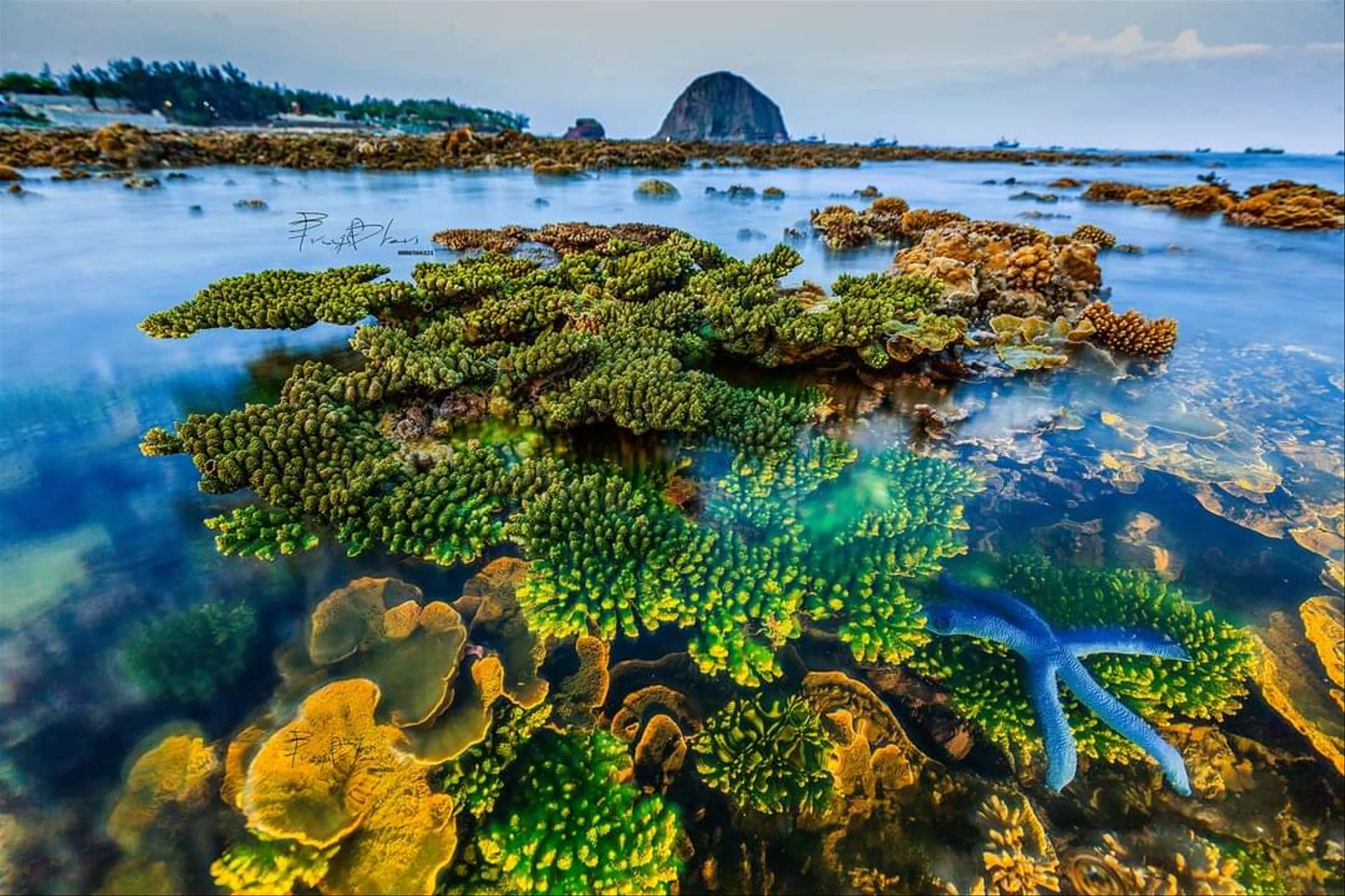 Du lịch Phú Yên, phá đảo xứ “Hoa vàng trên cỏ xanh”
