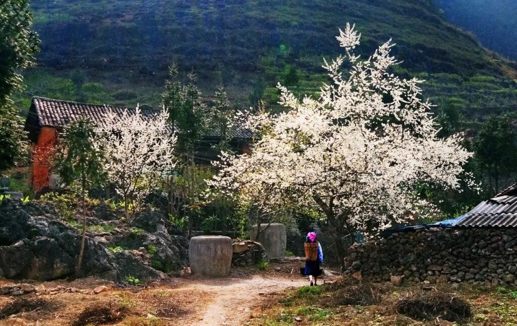 Bình Liêu mùa xuân hoa trắng