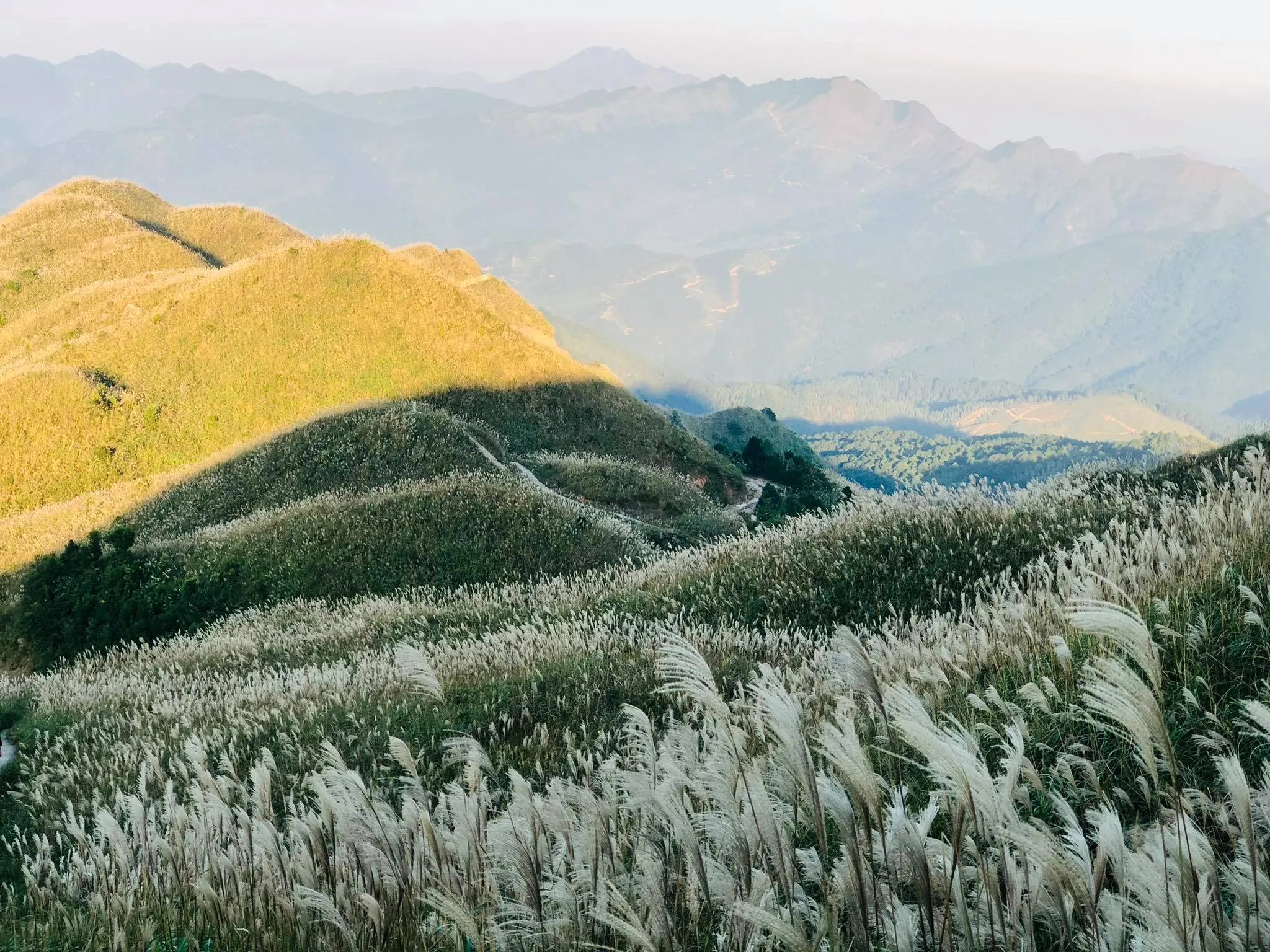 Bình Liêu mùa hoa cỏ lau