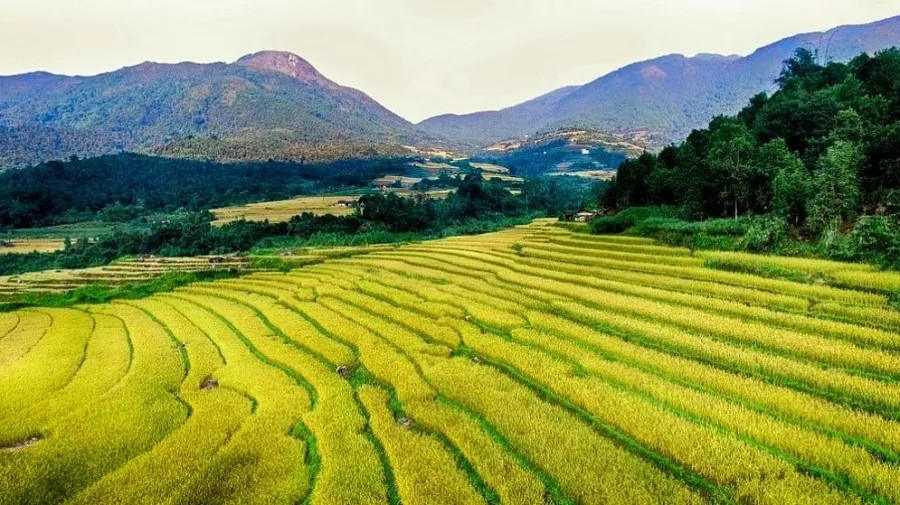 Bình Liêu mùa vàng lúa chín