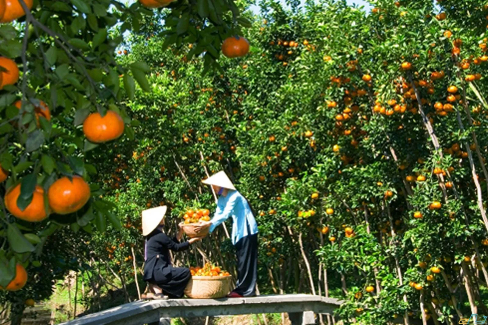 Du lịch Miệt vườn