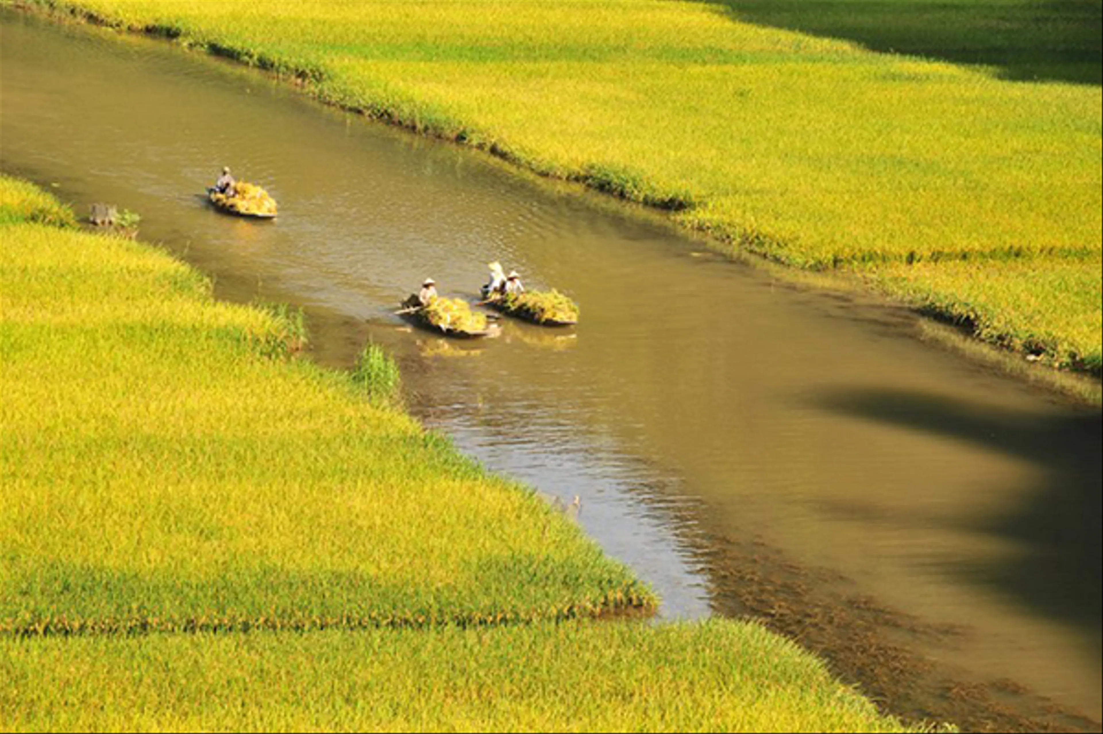 Cảnh sắc thơ mộng ở Tam Cốc Bích Động mùa lúa chín