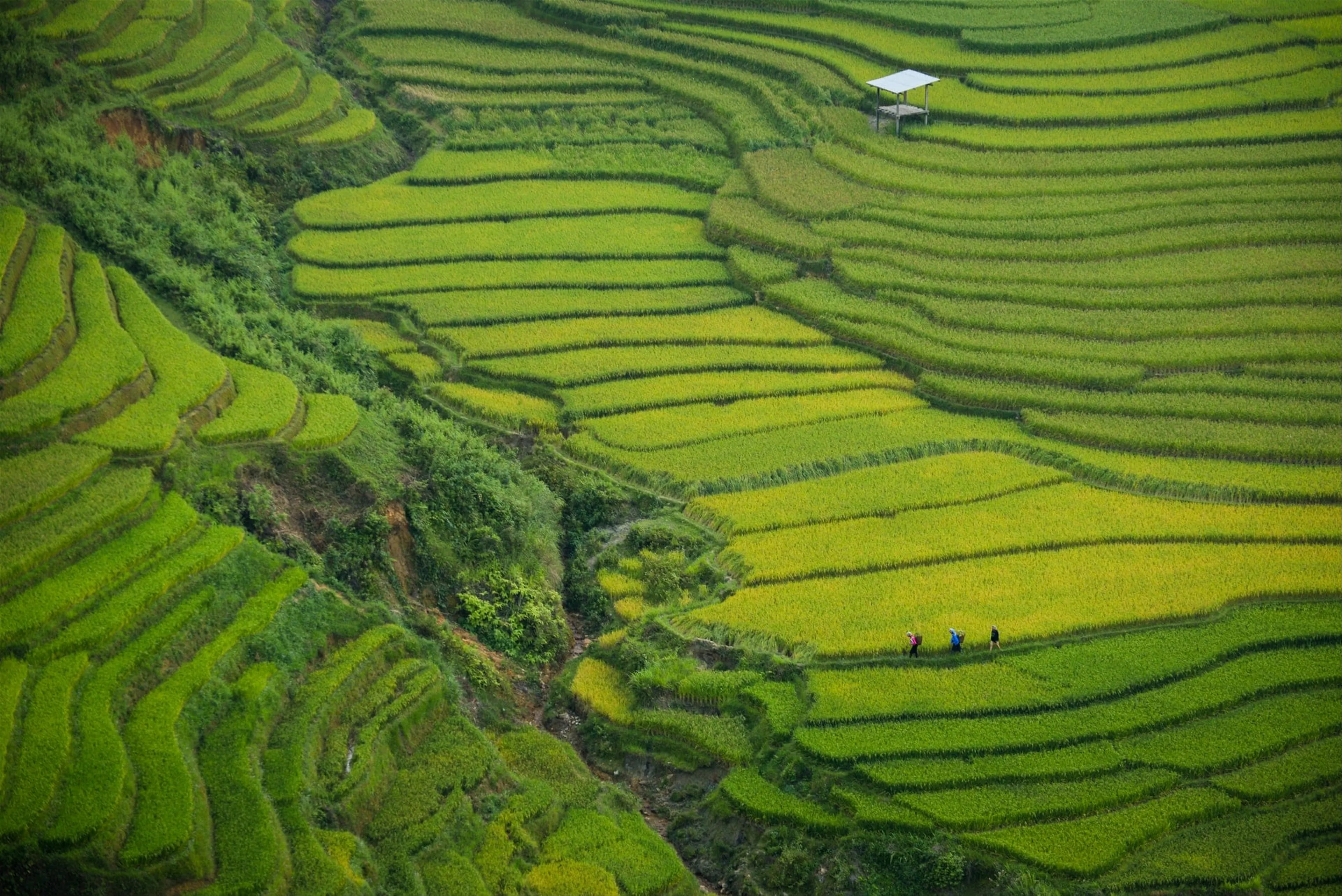 Sapa Trekking Adventure 3 Days 2 Nights – Explore Authentic Ethnic Villages & Stunning Terraced Valleys