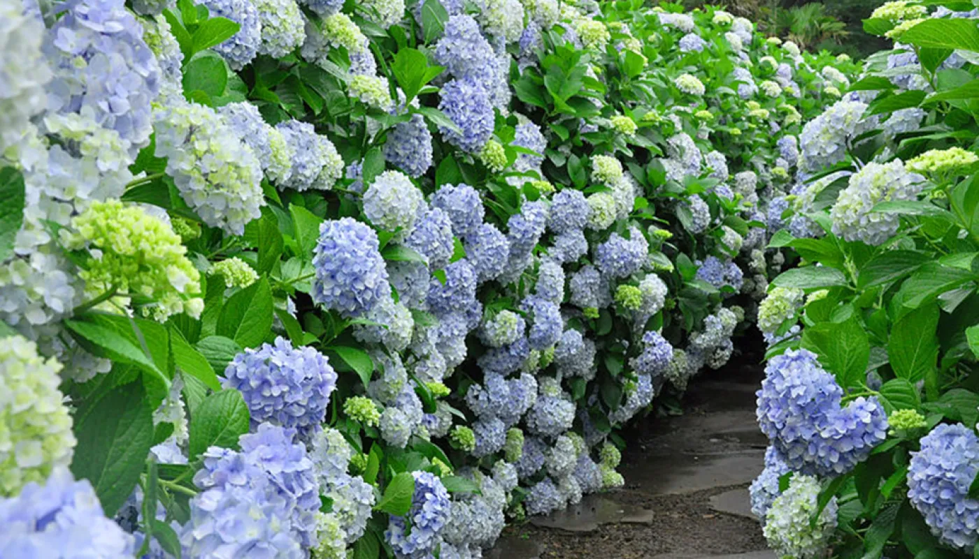 Mùa hè là thiên đường của hoa cẩm tú cầu ở Camella Hill