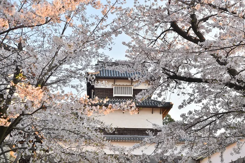 Mùa hoa nở trắng xóa ở Fukuoka