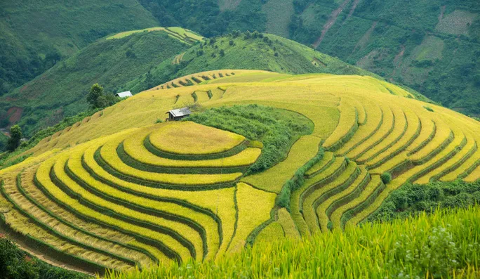 Xím Vàng với những ruộng bậc thang lúa chín vàng