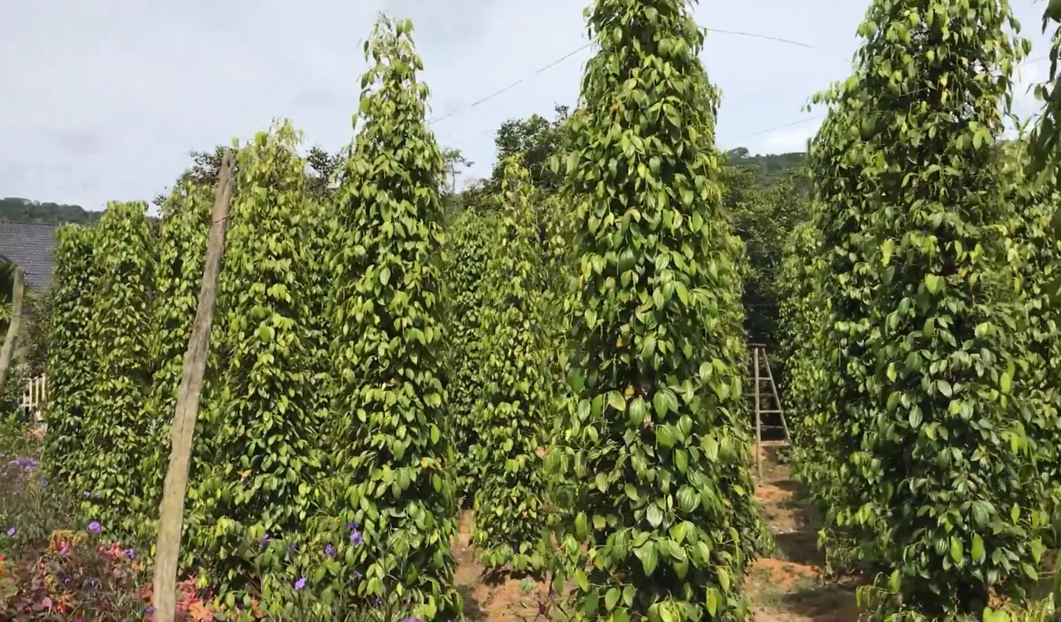 Vườn trồng tiêu ở Phú Quốc