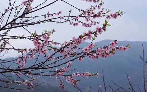 Mùa xuân là mùa hoa đào đua nhau nở