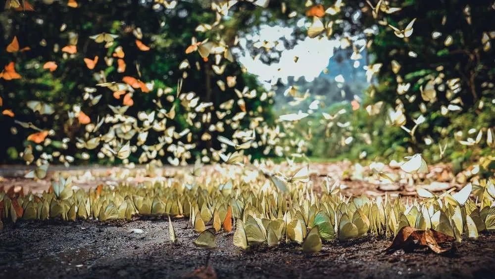 Five-colored butterflies at Cuc Phuong Ninh Binh National Park