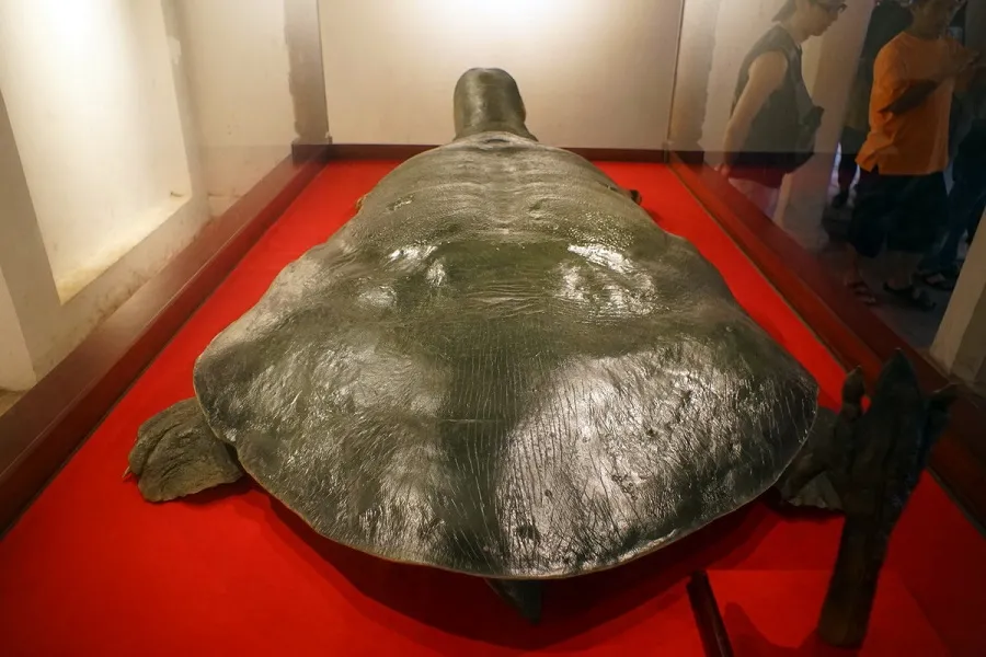 Exhibition "Mr. Turtle"