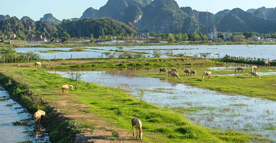 Van Long Nature Reserve